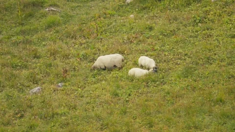 Sheeps eating Stock Footage 318792741