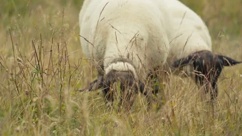 Sheeps eating Stock Footage 318792748