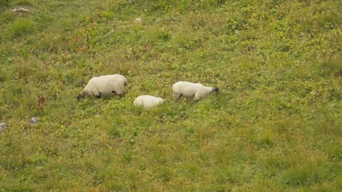 Sheeps eating Stock Footage 318792759