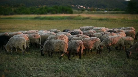 Sheeps eating grass on a beautiful sunset Stock Footage