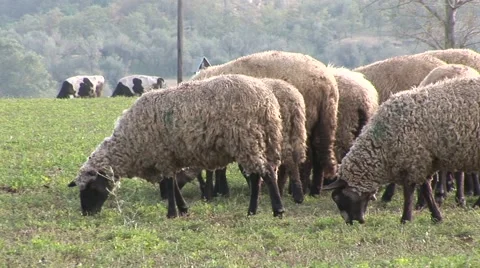 Sheeps eating grass close to the camera, side and back view Stock Footage 42362382