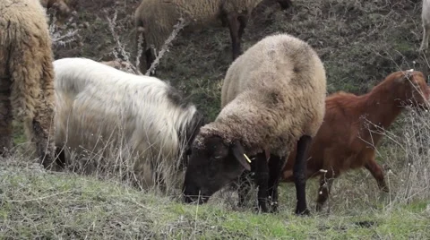 Sheeps eating grass close to the camera Stock Footage 43320778
