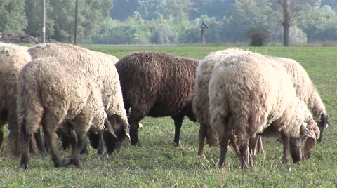 Sheeps eating grass followed by the camera goats, cows in background Stock Footage 42362390