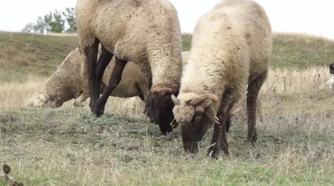 Sheeps eating grass with a hill in background Stock Footage 43320777