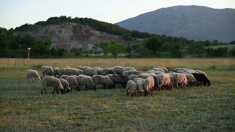 Sheeps eating grass on a meadow Stock Footage 77479045