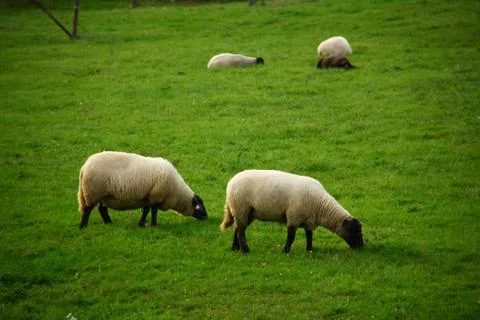 Sheeps eating grass Stock Photos