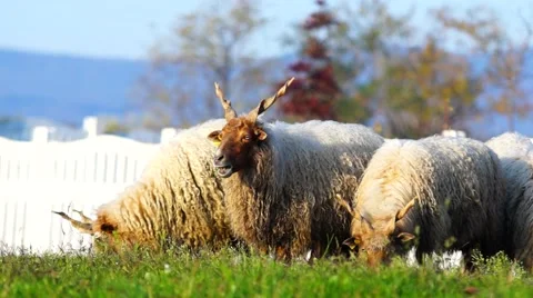 Sheeps eating grass on the yard Stock Footage 53787284