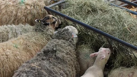 Sheeps eating hay Stock Footage 66337829