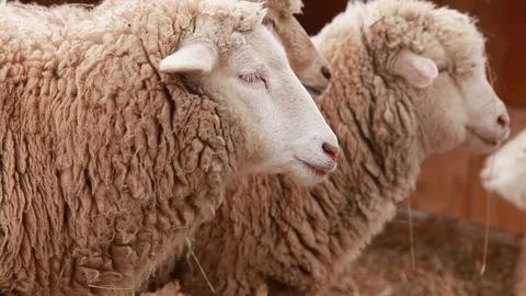 Sheeps eating hay 動画素材 93517916