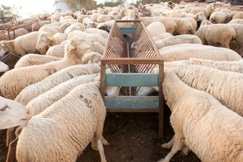 Sheeps eating Stock Photos