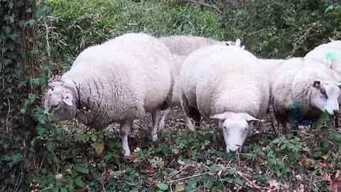 Sheeps eating together Stock Footage 82902576