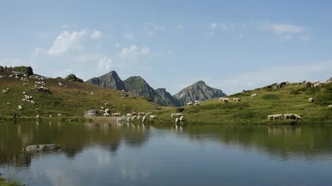 Sheeps at the edge of a mountain lake Stock Footage 131245589