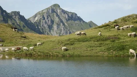 Sheeps at the edge of a mountain lake Stock Footage 131245636