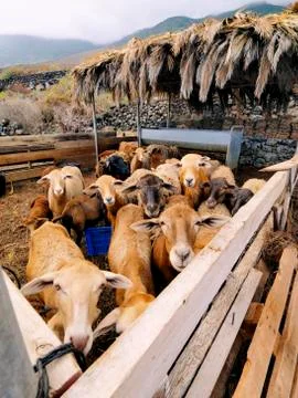 Sheeps enclosure Stock Photos