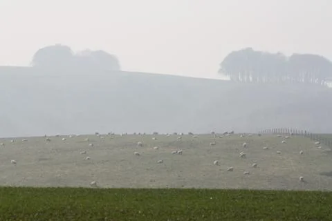 Sheeps in the english fields Stock Photos