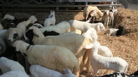 Sheeps in farm. Stock Footage 20994549