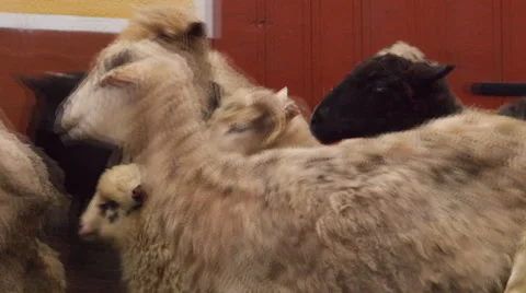 Sheeps in a farm 스톡 동영상 46399255