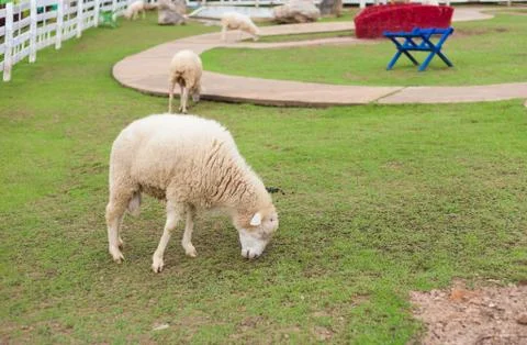 Sheeps in farm Stock Photos