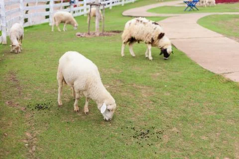 Sheeps in farm Stock Photos