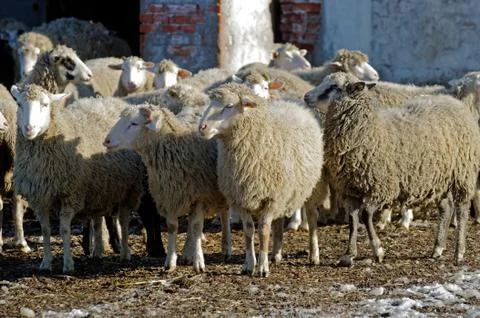 Sheeps on the farm Foto stock