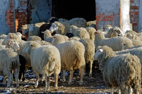 Sheeps on the farm Stock Photos