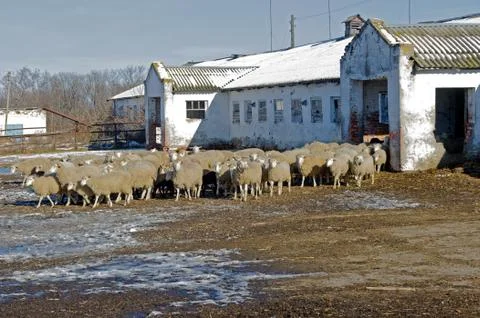Sheeps on the farm Stock Photos