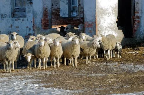 Sheeps on the farm Stock Photos