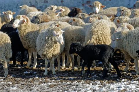 Sheeps on the farm Stock Photos