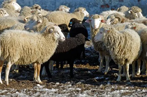 Sheeps on the farm Stock Photos