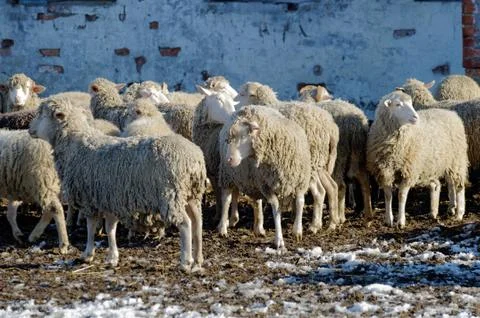 Sheeps on the farm Stock Photos