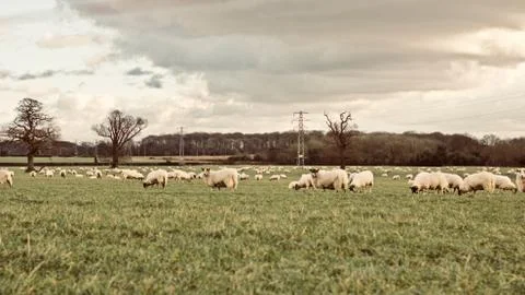 Sheeps on the farm Stock Photos