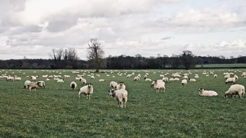 Sheeps on the farm Stock Photos