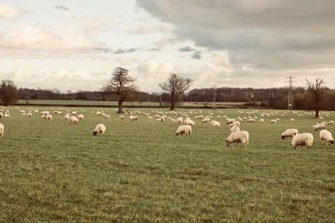 Sheeps on the farm Stock Photos