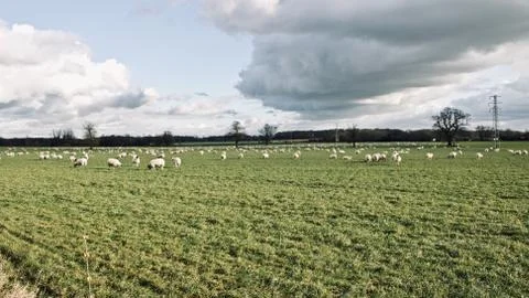 Sheeps on the farm Stock Photos