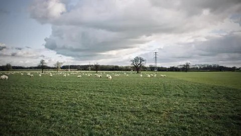 Sheeps on the farm Stock Photos