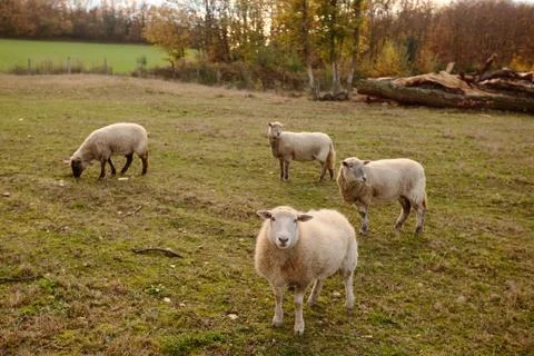 Sheeps on the farm Stock Photos