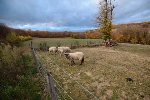Sheeps on the farm Stock Photos