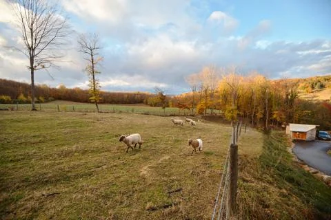 Sheeps on the farm Stock Photos