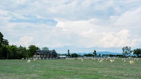 Sheeps in farm, time lapse Stock Footage 83669557
