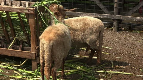 Sheeps at a feeder Stock Footage 40606880