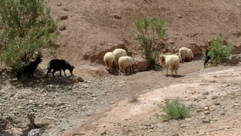 Sheeps feeding in an arid landscape Stock Footage 297847224