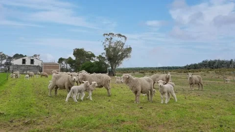 Sheeps on field Stock Footage 144700823