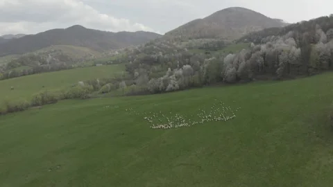 Sheeps on field Stockbeeldmateriaal 241297921