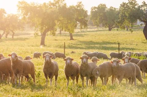 Sheeps in the field looking at camera Fotos de archivo