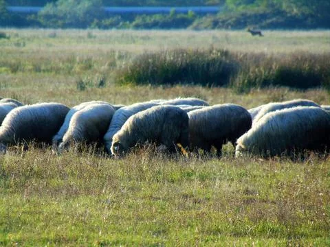 Sheeps on the field in Maramures Foto stock