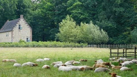 Sheeps in a field 写真素材