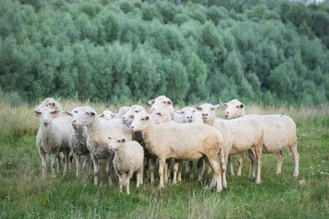 Sheeps in the field Stock Photos