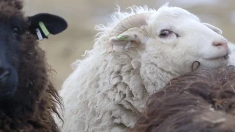 Sheep's in the field on a winter day Stock Footage 83865000