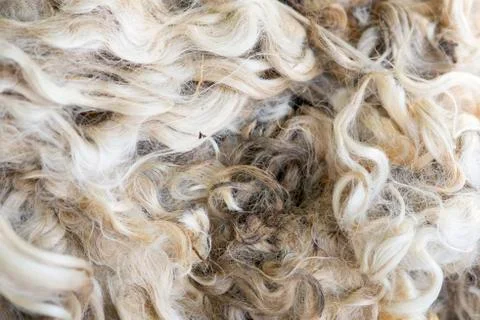 Sheeps fleece Stock Photos