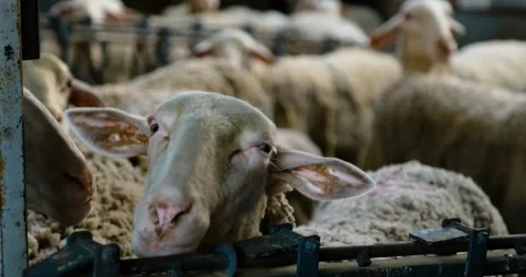 Sheeps on a Flock Farm Stock-Footage 197286047
